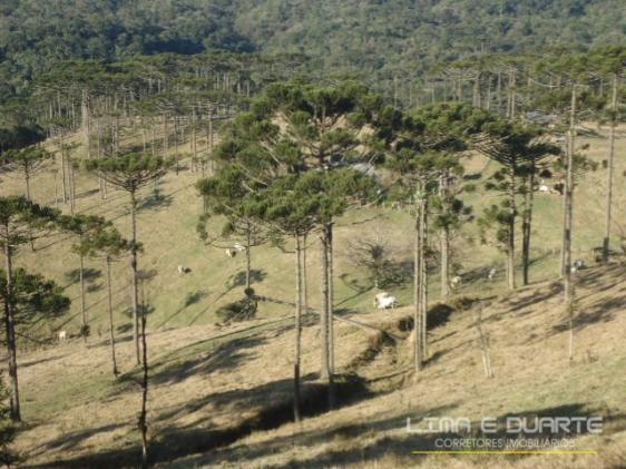 Chácara à venda com 0 dormitórios em Serra alta, São bento do sul cod:194CH - Foto 3