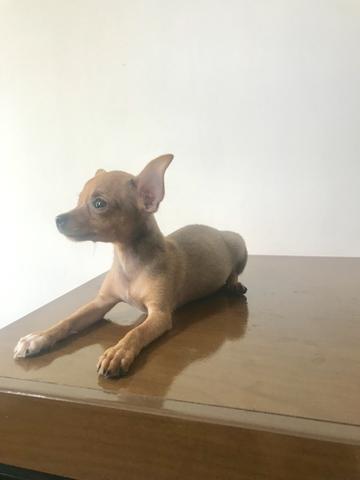 Filhote fêmea de Pinscher 0 - Foto 4