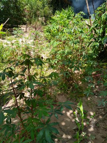 Chácaras de 4.350 mil mt a venda com escritura individual * - Foto 4