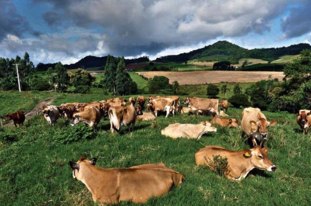 VACA leiteira/GADO leiteiro- Jersey- Especial - Foto 6
