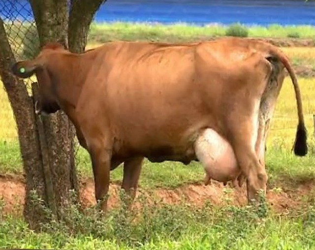 VACA leiteira/GADO leiteiro- Jersey- Especial - Foto 4