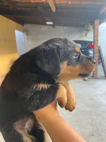 Filhote de Rottweiler cabeça de touro - Foto 2