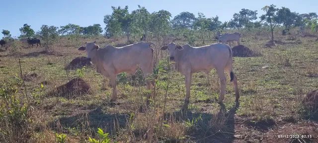 2 novilhas e 1 bezerro - Foto 4