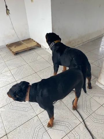 Filhote de Rottweiler cabeça de touro - Foto 5