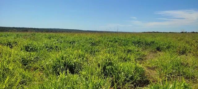 Fazenda em Guarai. 95 mil por alqueire. - Foto 2