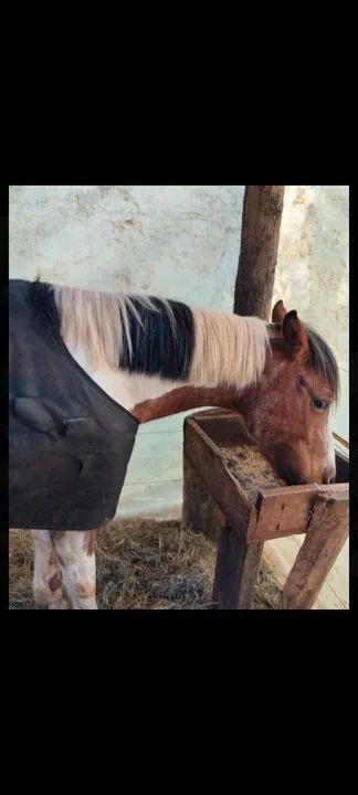 Petiça Pampa  - Foto 5