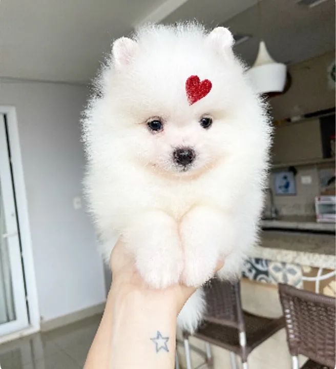 Filhote de Spitz Alemão Lulu da pomerania  - Foto 4
