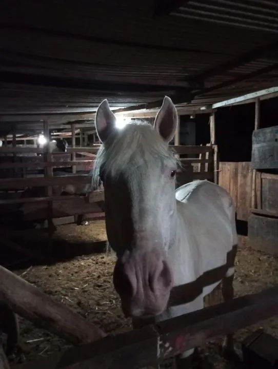 Cavalo Gaso para venda ou troca do meu interesse não aceito outro cavalo. - Foto 2