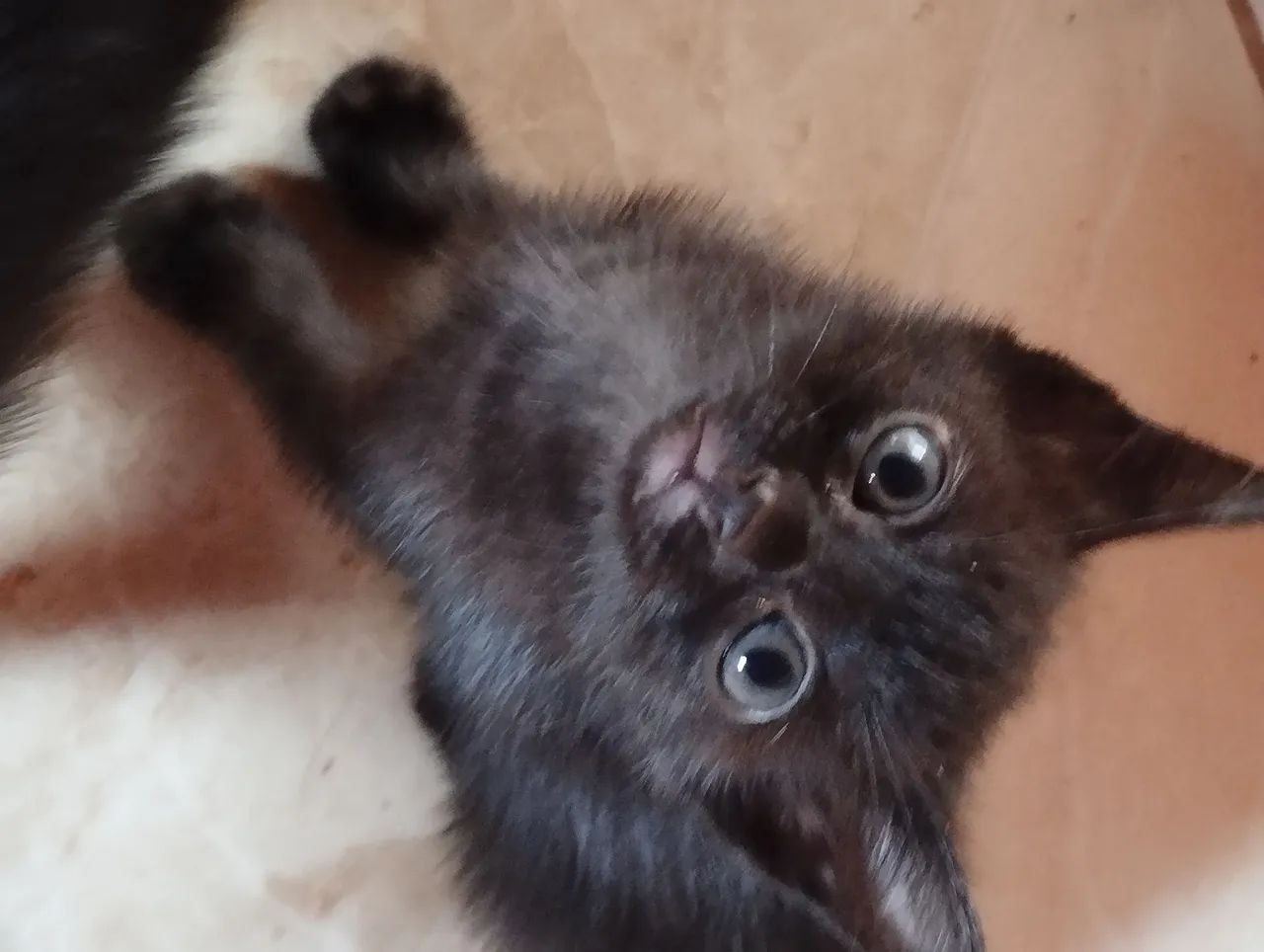 Gatinho preto lindo para adoção