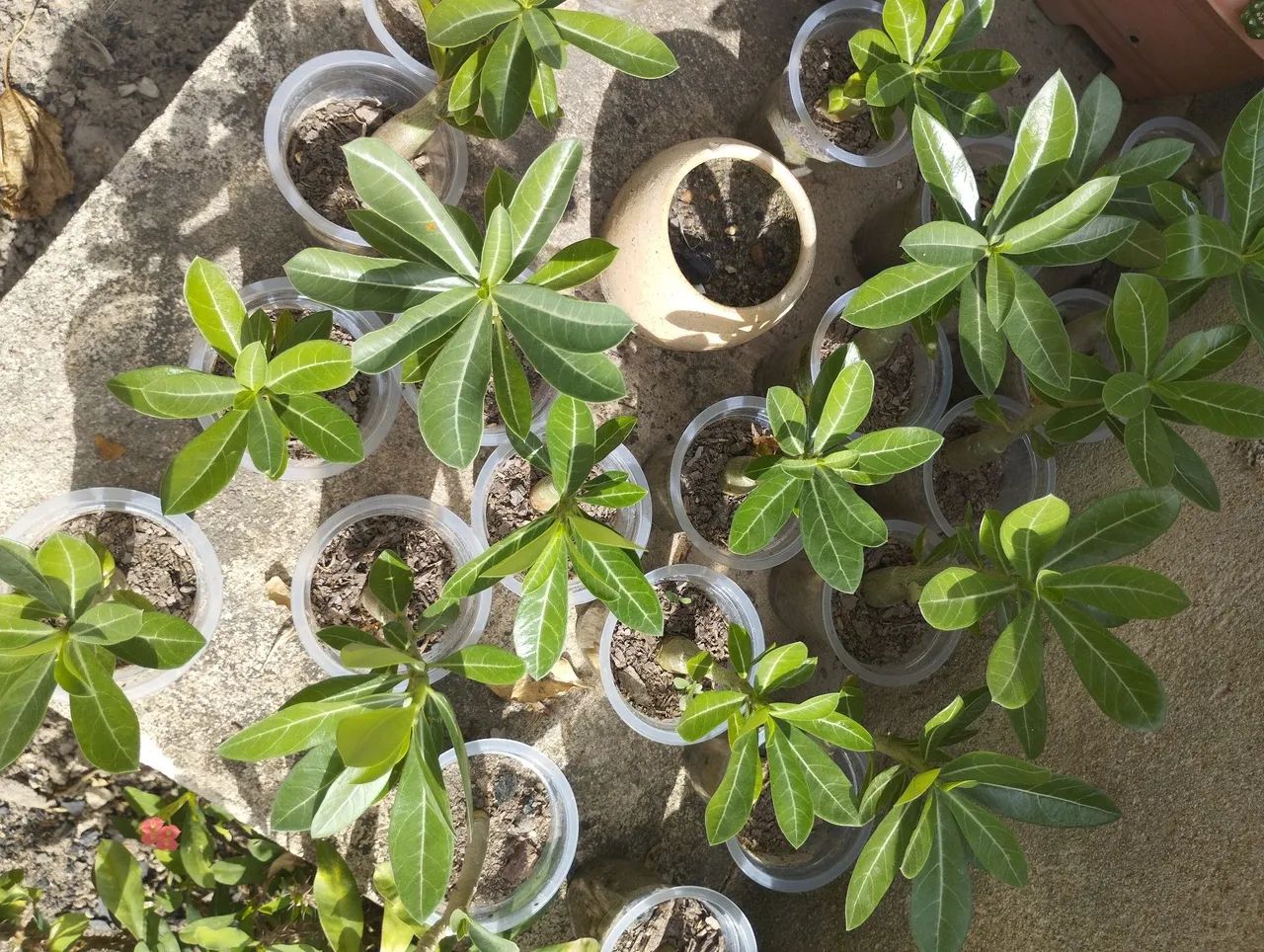 Rosas do deserto  - Foto 2