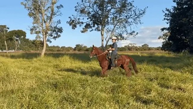 Cavalo Mangalarga alazão castrado registrado ABCCRM  - Foto 4