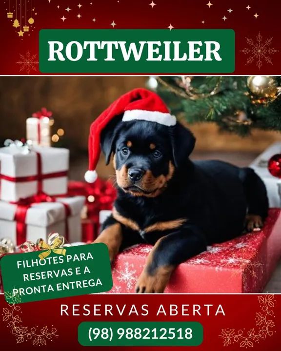 Filhotes Rottweiler 