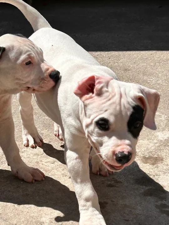 FILHOTE PIT MONSTER DE PROCEDÊNCIA PREÇO DE OCASIÃO - Foto 3