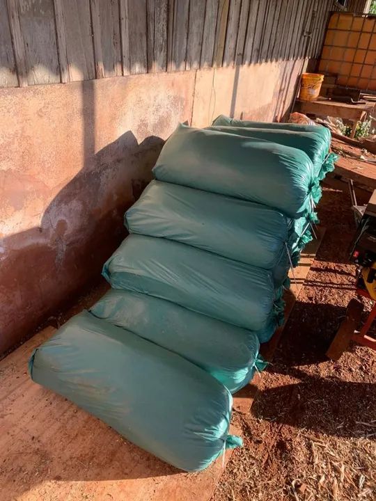 Silagem de milho  - Foto 4