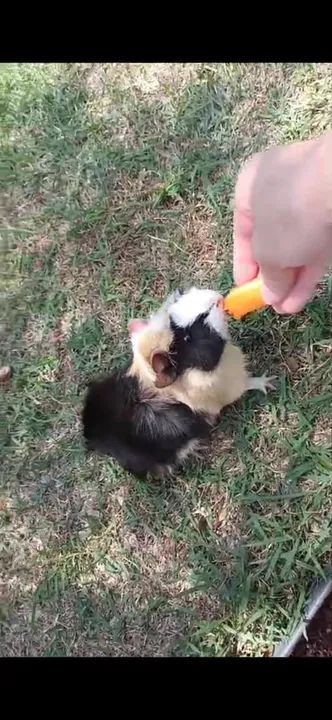 Dois porquinhos da índia fofinhos para adoção - Foto 4