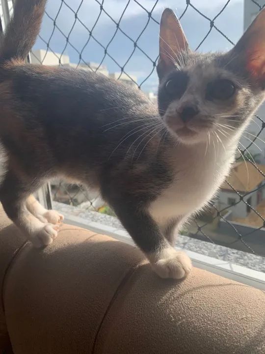 LINDA E CARINHOSA GATINHA PARA ADOÇÃO  - Foto 2