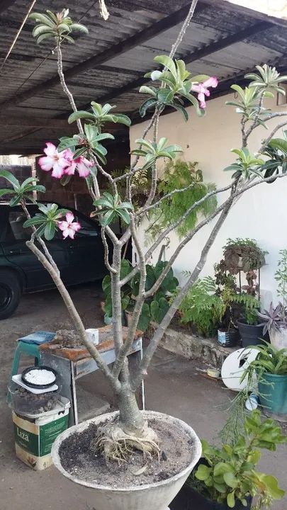 Planta Adenium obesum (Rosa do Deserto) - Adulta