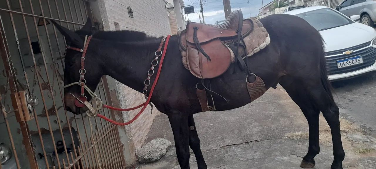 Burro a venda ou faço negócio em egua  - Foto 4