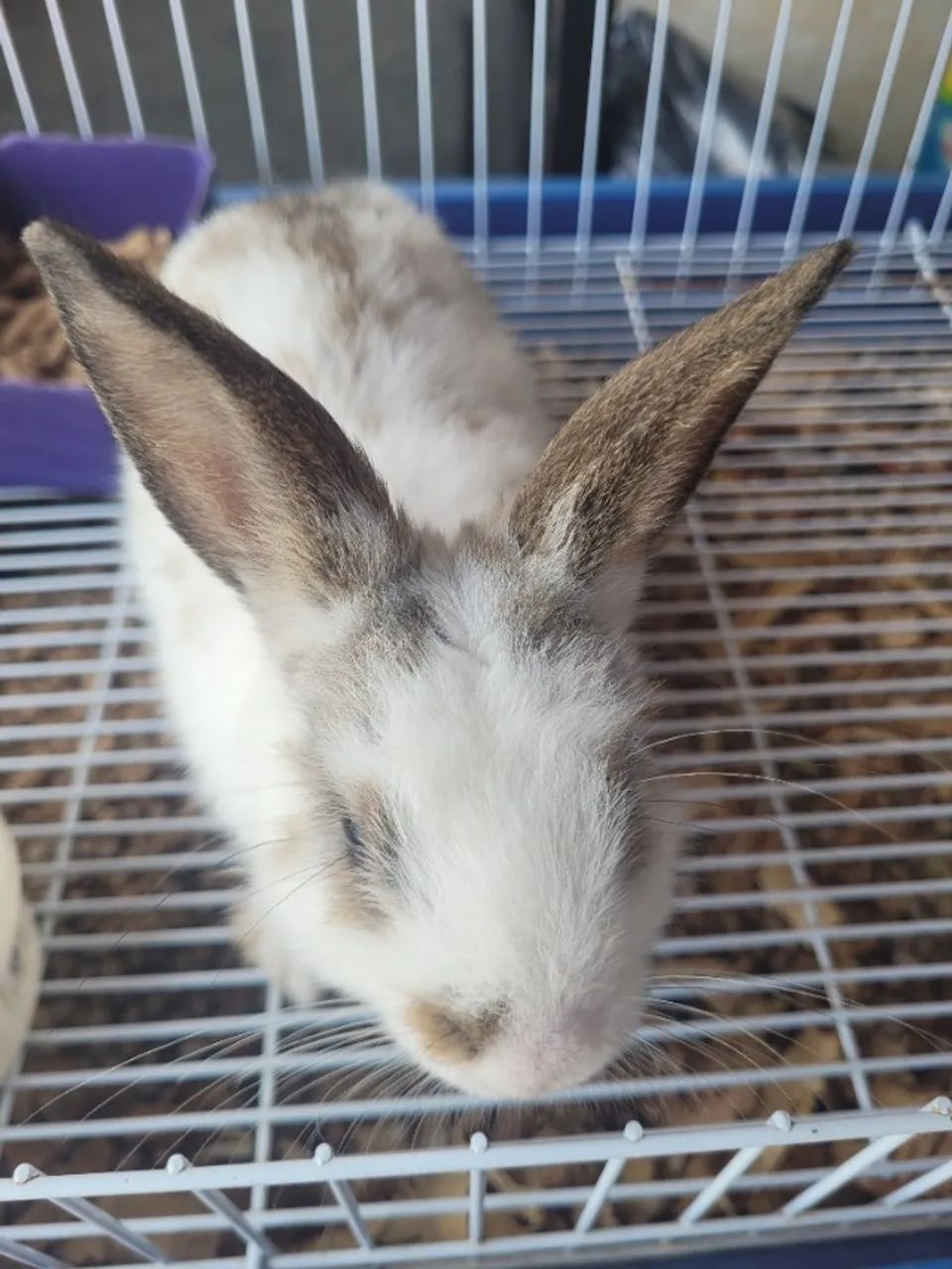 Mini coelho - Foto 2