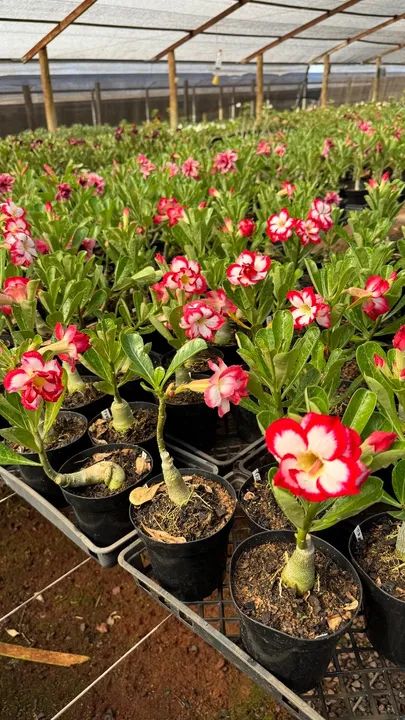 Rosas do Deserto - Foto 6