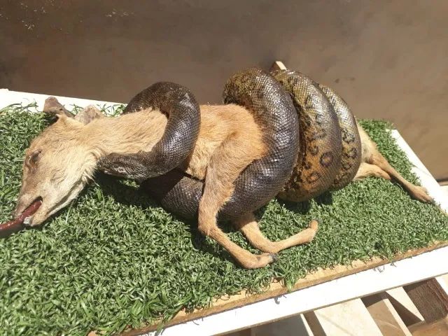 Ônibus Museu Ambiental + Acervo Zoológico - Projeto Educacional Completo - Foto 10