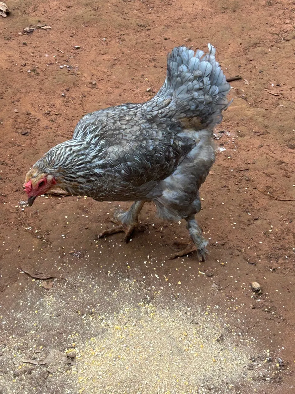 Galinha