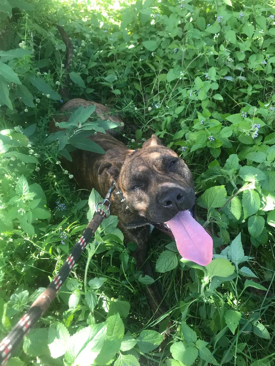 Pitbull Adulto - Doação Responsável - Lauro de Freitas/BA - Foto 2