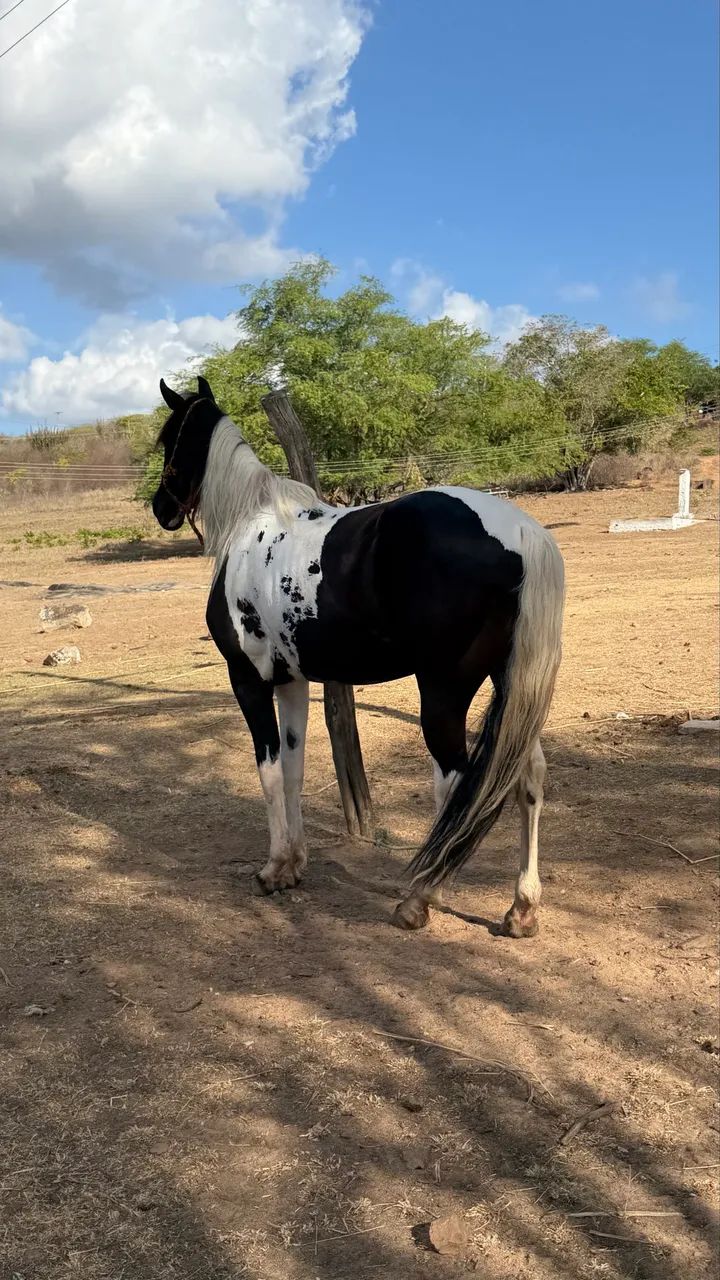 Cavalo Mangalarga  - Foto 4