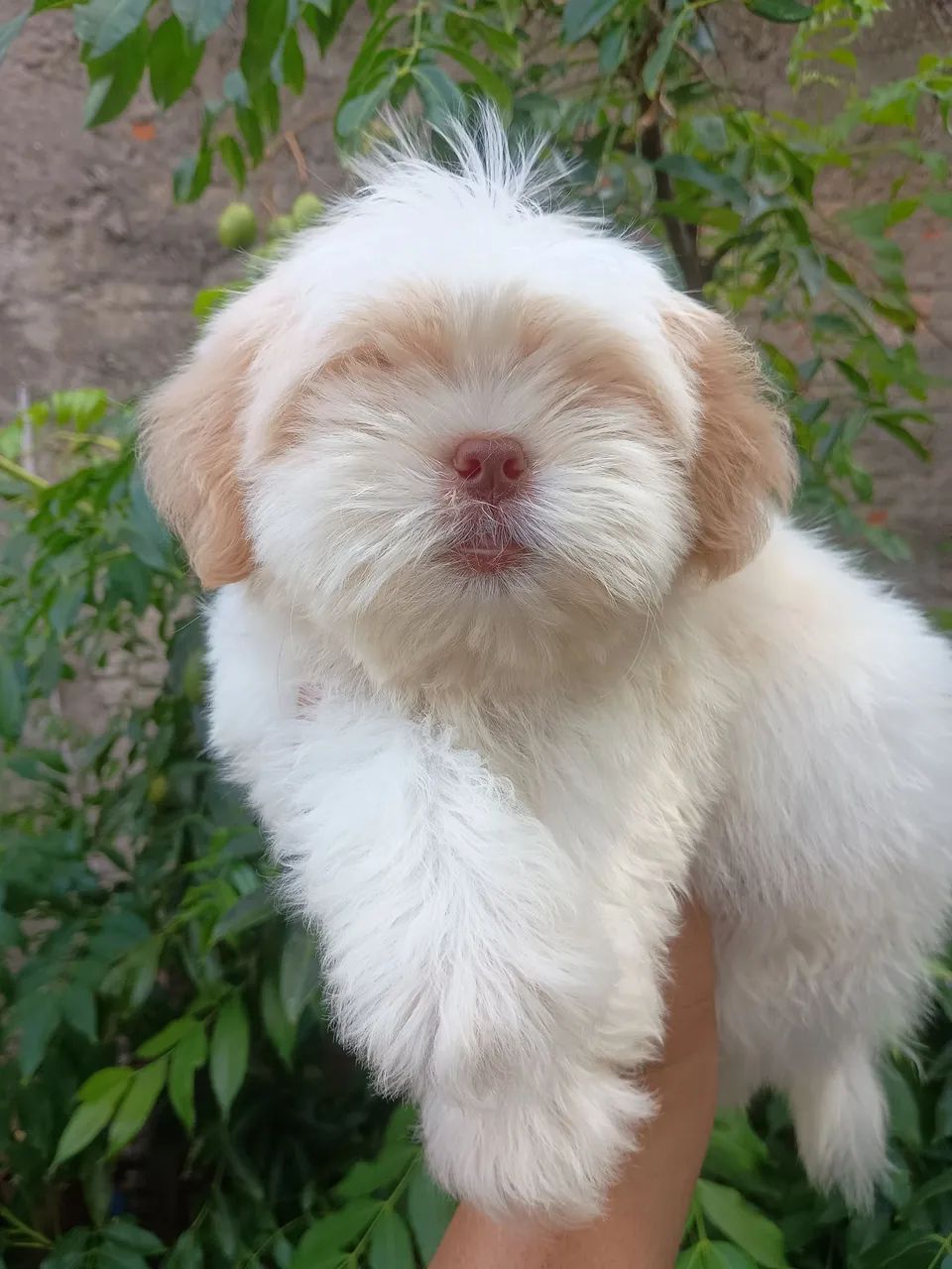 Filhote Shih Tzu macho 