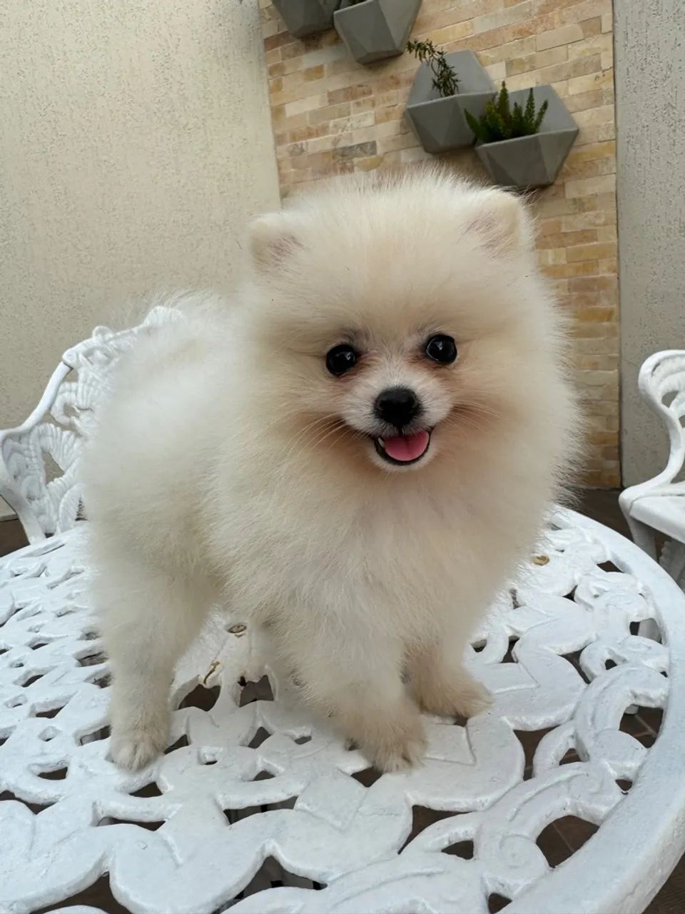 Filhote de Spitz Alemão anão - Foto 2