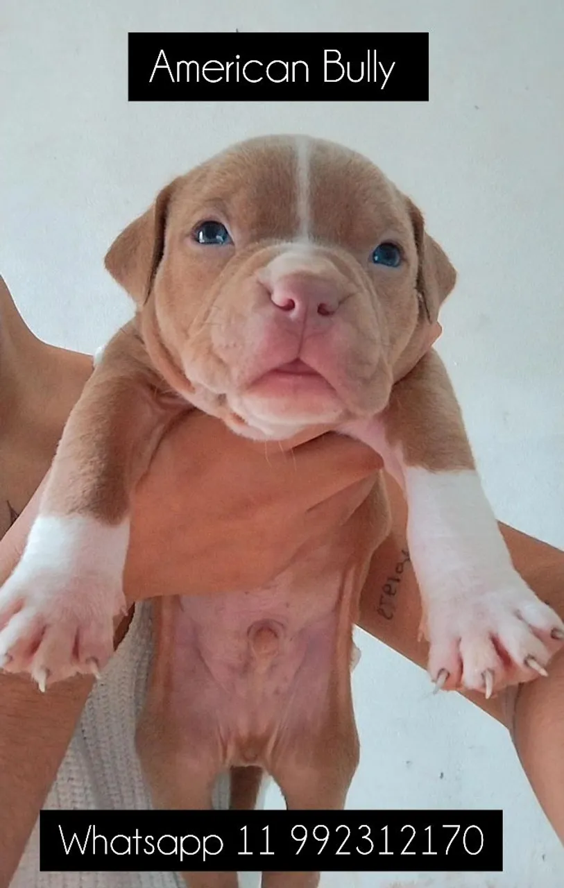 Filhote American Bully