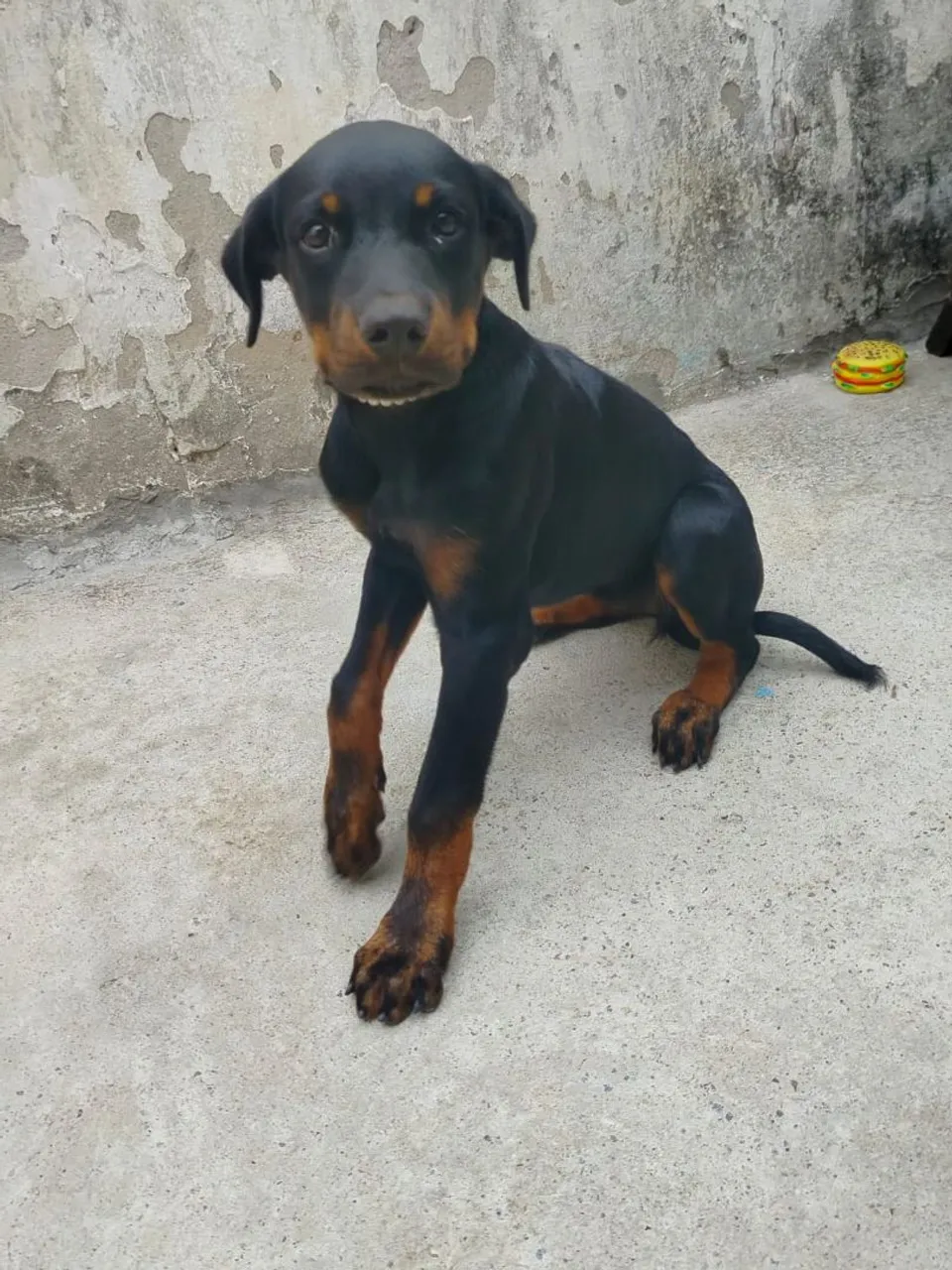 Rottweiler para venda