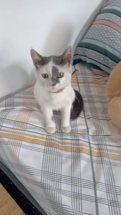 Gatinho branco e cinza para adoção - Foto 3