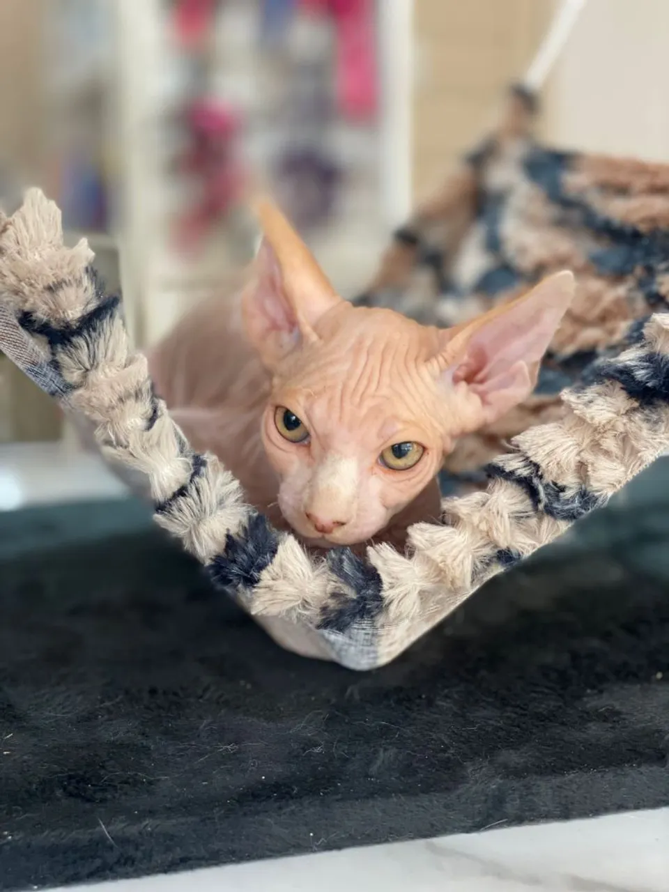 Gatos sphynx raros e doceis
