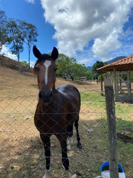Cavalo para venda