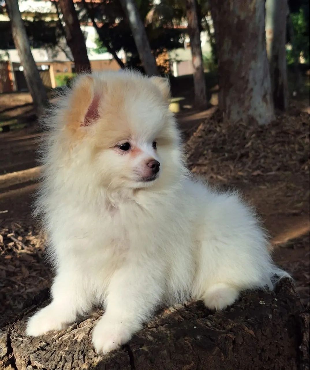 Spitz Alemão/Lulu-Da-Pomerânia macho 