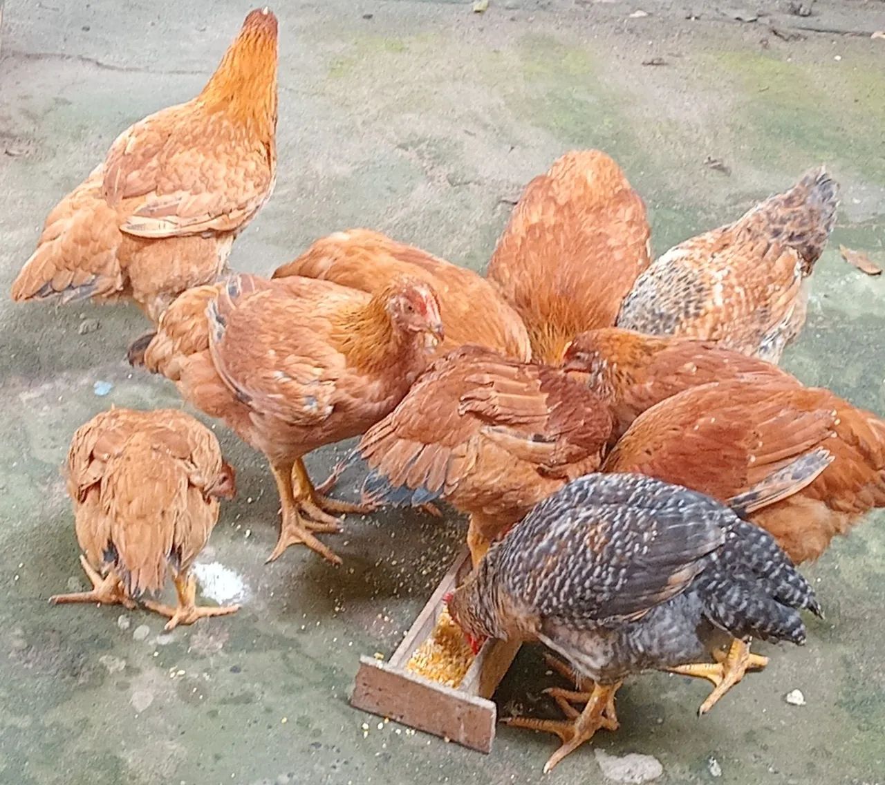 Vendemos 5 frangas e 4 frangos por 270.00