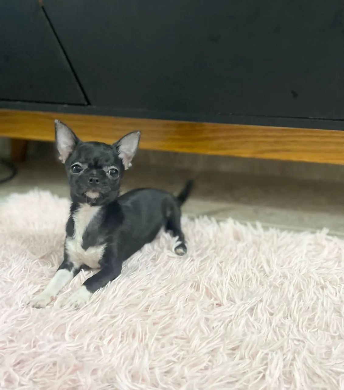 Mini fêmea de chihuahua com pedigree e com as 3dose da vacina  - Foto 4