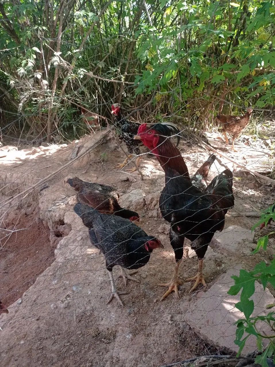 Vendo galo e galinha índio grandão  - Foto 4