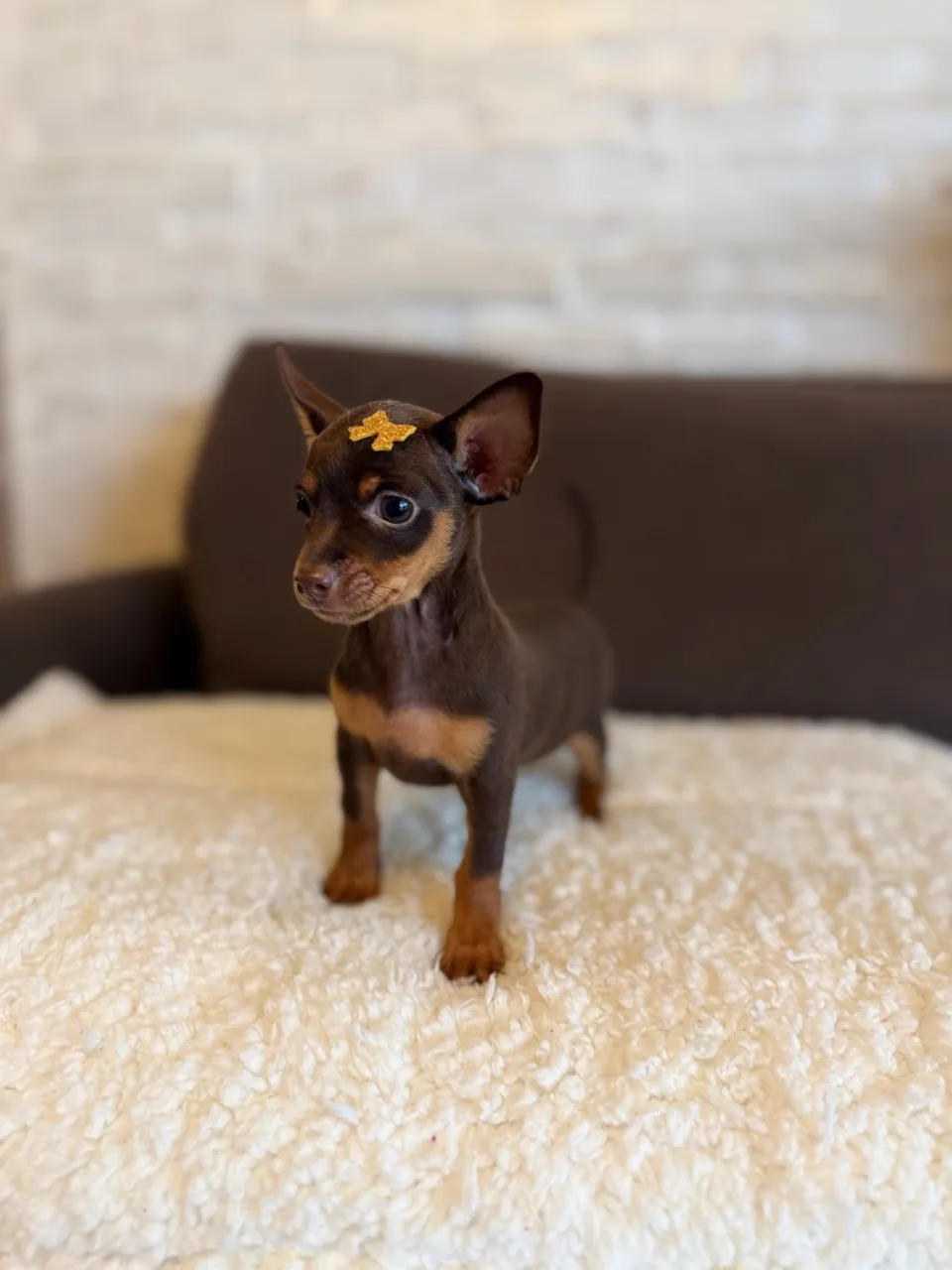 Filhote Pinscher Miniatura - na cor chocolate