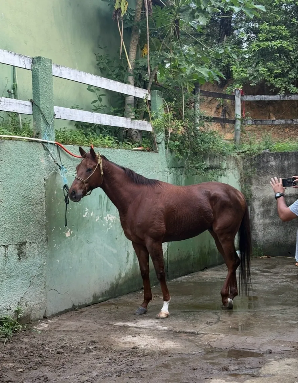 Cavalo / potro