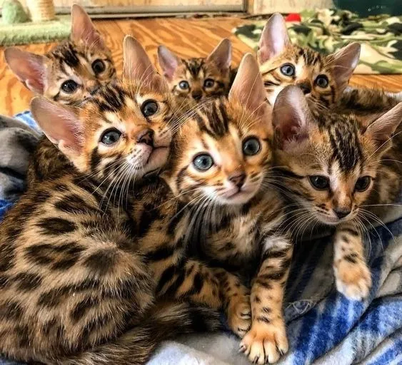 Gatos disponível - Bengal á venda