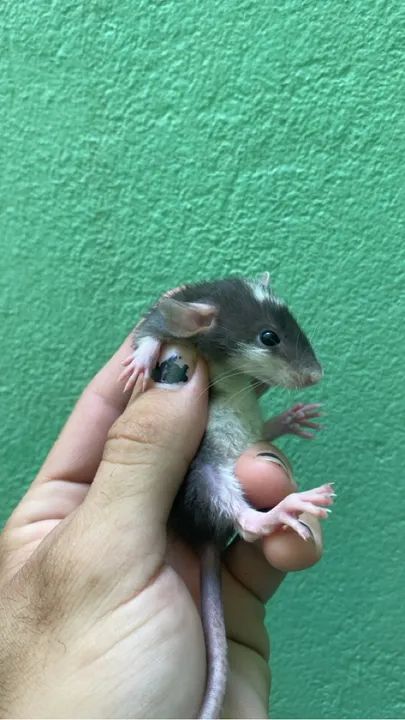 Pets Twister- mercol pet -Dumbo - Pet (machos e fêmeas disp) - Foto 6