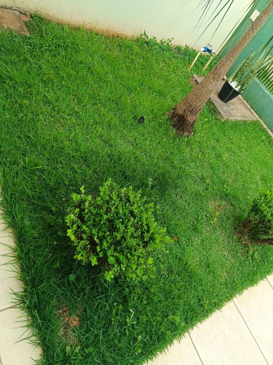 Roçada e poda de arvores  R$ 100. - Foto 4