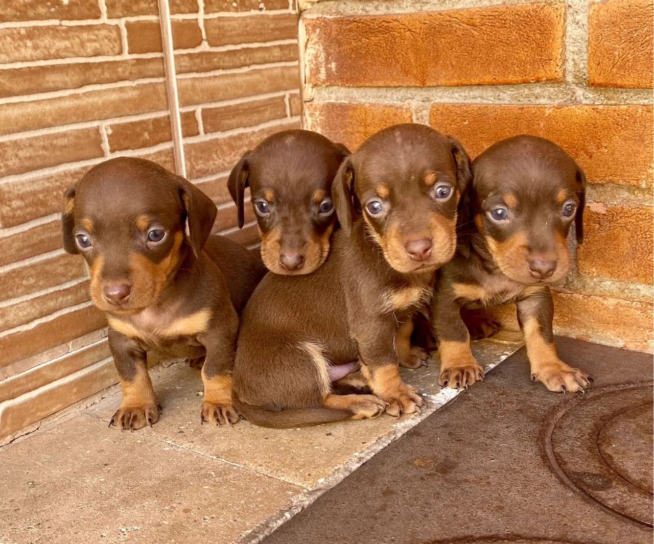 Teckel Kaninchen filhotes   - Foto 3