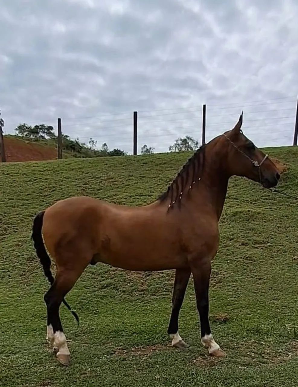 CASTRADO LUXOOOOO (marcha picada) - Foto 5