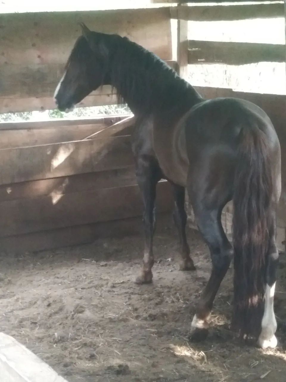 Mangalarga marchador  - Foto 2