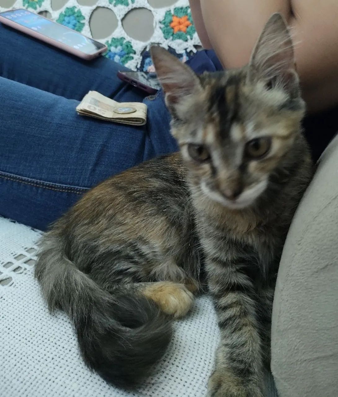 Gatinha em Anápolis procurando Lar - Foto 3