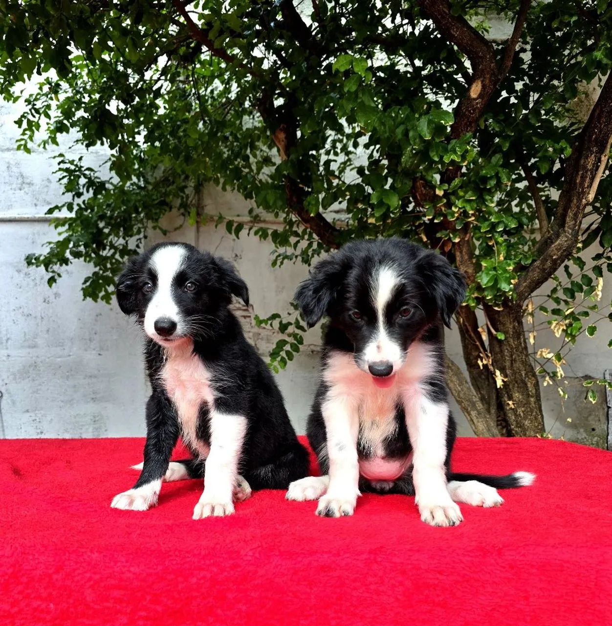 Filhotes de Border Collie CAPA DE REVISTA - Foto 4