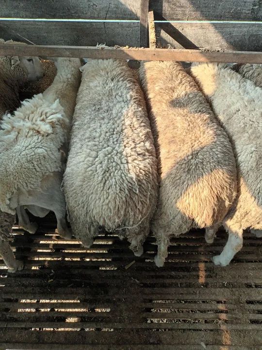 Ovelhas e borregos a venda 